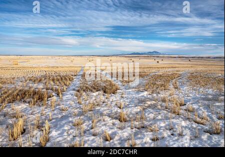 Weizenfeld und Strohballen im Milk River Valley Mit dem Sweetgrass Hills im Hintergrund Stockfoto