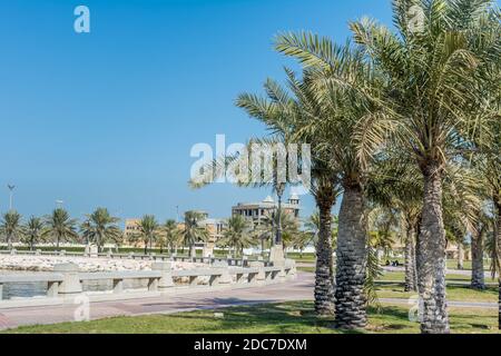 Grüne Dattelpalmen im corniche Park in Dammam, Saudi-Arabien Stockfoto