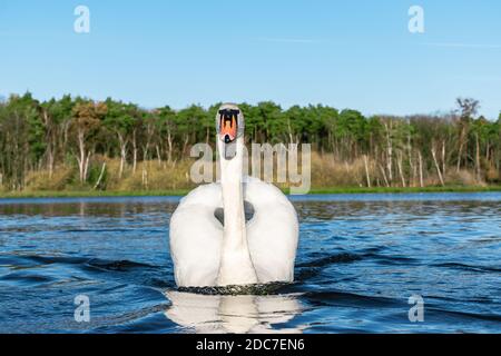 Vorderansicht des weißen eleganten Mute Swan auf dem Wasser. Stockfoto