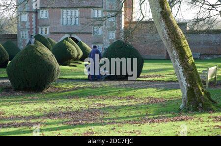 Bodenarbeiter, die gefallene Herbstblätter von den großen Strandbäumen (Fagus sylvatica), England, Großbritannien, GB, räumen. Stockfoto