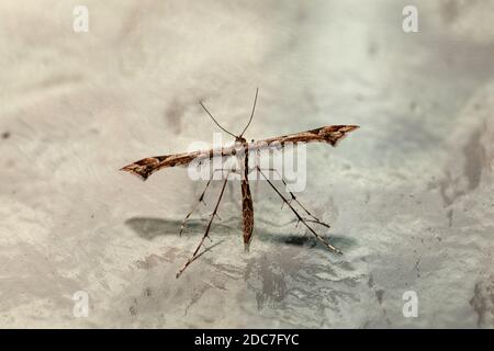 Schöne Plume Moth (Amblyptilia acanthadactyla) Stockfoto