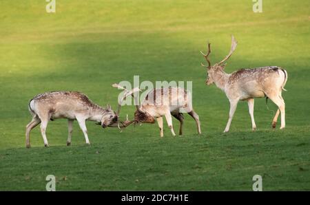 Milnthorpe, Cumbria, Großbritannien. November 2020. Damwild Hirsche kämpfen in der Abendsonne während der Brunftzeit in Milnthorpe, Cumbria. UK Credit: John Eveson/Alamy Live News Stockfoto