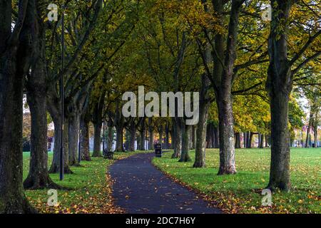 Baumpfad im Herbst im Victoria Park, Leicester, England Stockfoto