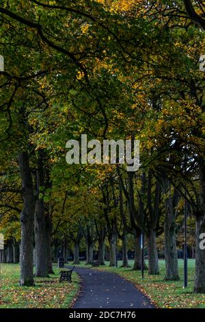 Baumpfad im Herbst im Victoria Park, Leicester, England Stockfoto