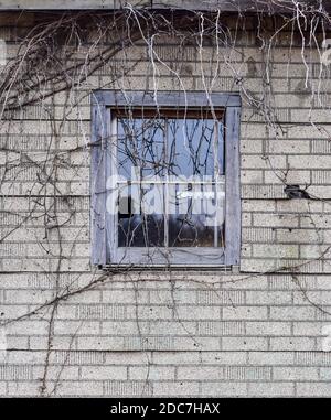 Verwitterte Holzfenster auf alten alten alten Bauernhof Schuppen und Scheune Stockfoto