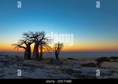 Sonnenaufgang bei Baobab-Bäumen auf Kubu Island Stockfoto