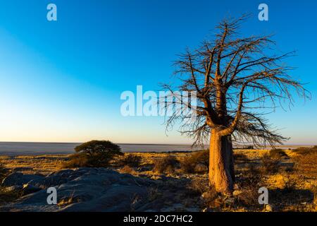 Eintönigen Baobab Baum in frühen Morgenlicht Stockfoto