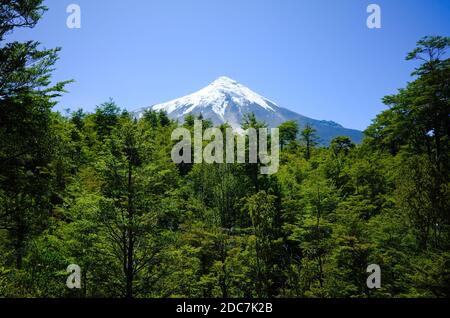 Osorno Vulkan schneebedeckten Gipfel Blick über grüne Bäume Wald gegen klaren blauen Himmel. Los Lagos, Chilenische Anden, Chile. Stockfoto