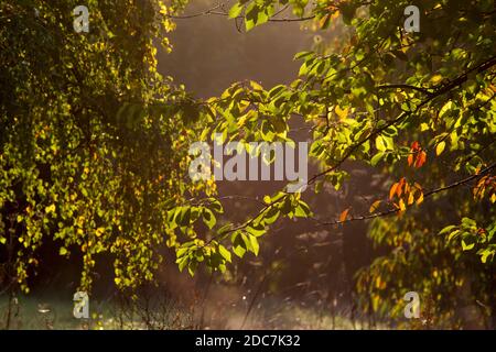 Am frühen Morgen Herbstsonne zurück Beleuchtung Bäume in einer englischen Wiese Grenze an der Universität von Kent in Canterbury, England Stockfoto