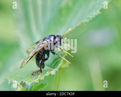 Birke Sägeblattfliege (Cimbex femoratus) Sonnen auf Blättern in einem Waldritt, Lower Woods, Gloucestershire, Großbritannien, Juni. Stockfoto