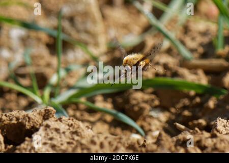 Gepunktete Bienenfliege (Bombylius verfärben) Weibchen schwebt, während sie den Schwanz nach unten kippt, um Eier in der Nähe des Nesteingangs eines gelbbeinigen Bienenwirts zu „bombardieren“. Stockfoto