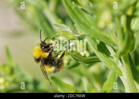 Frühe Hummel (Bombus pratensis) nectaring auf Common Gromwell (Lithospermum officinale) auf Kreide Grasland Hang, Bath und North-East Somerset, Großbritannien. Stockfoto