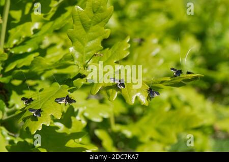 Grüne Fee Langhornmotte (Adela viridella = Adela reaumurella) Männchen gruppieren sich auf englischer Eiche (Quercus robur) Baum Blätter zwischen Anfälle von Antenne dan Stockfoto