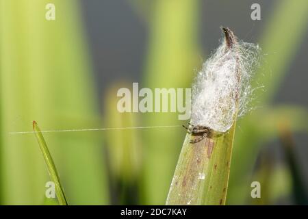 Furche Orb Weaver / Blattspinne (Larinioides cornutus) Weibchen teilweise aus seinem seidenen Rückzug auf einem Schilfblatt auf einem Flussrand, Wiltshire. Stockfoto