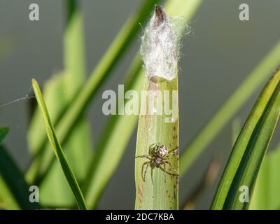 Furche Orb Weaver / Blattspinne (Larinioides cornutus) Weibchen tauchte aus seinem seidenen Rückzug auf einem Schilfblatt auf einem Flussrand, Wiltshire, Großbritannien, Juli Stockfoto
