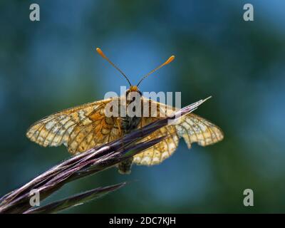 Marsh Fritillary Schmetterling (Euphydryas aurinia) mit Flügeln hinterleuchtet, wie es sonnen auf Gras Blumen in einer Kreide Grasland Wiese, Wiltshire, UK, Mai. Stockfoto