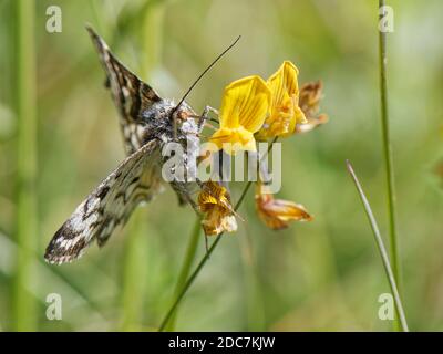 Mother Shipton Motte (Callistege mi) nectaring on Horseshoe vetch (Hippocrepis comosa) blüht auf einem Kreidegrashang, Wiltshire, UK. Stockfoto