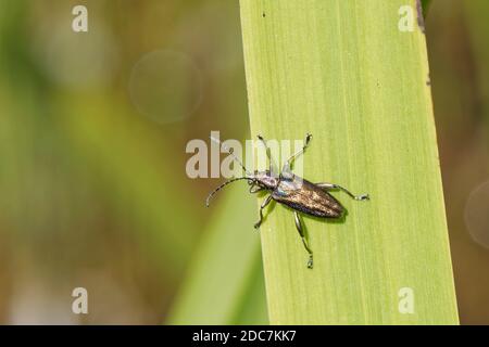 Schilfkäfer (Donacia marginata), der auf einem Blatt seiner Wirtspflanze steht, verzweigtes Schilfrohr (Sparganium erectum) am Rande eines Baches, Wiltshire, Großbritannien Stockfoto