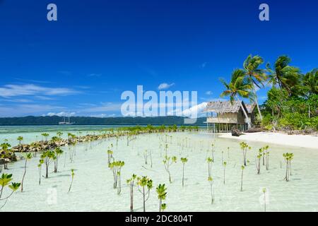 Mangroven Sämlinge in der Nähe eines Stelzenhauses. Arborek, Raja Ampat, Westpapua, Indonesien Stockfoto