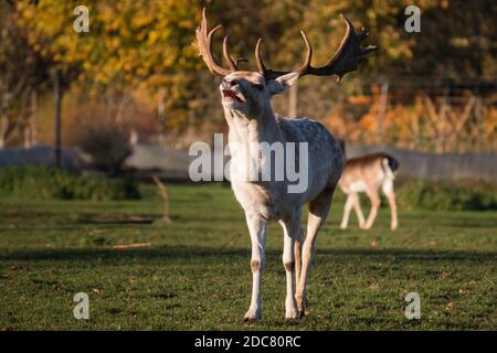 Männlicher Damhirsch (Dama dama) führt Paarungsruf durch Stockfoto