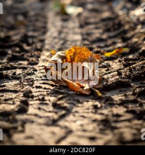 Detail der Autoreifen Abdrücke im Schlamm. In der Mitte ein gerolltes trockenes Blatt Stockfoto