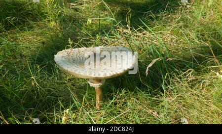 Sonnenschirm Pilz shaggy Nahaufnahme Detail Wald Wiese macrolepiota lepiota procera wilde Ernte, umgeben Herbst Herbst Blätter Blatt, basidiomycete Stockfoto