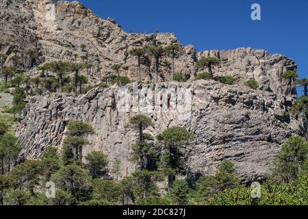 Eine kurze Wanderung zum Gipfel des Volcan Batea Mahuida vom Fuße der Villa Pehuenia. Stockfoto