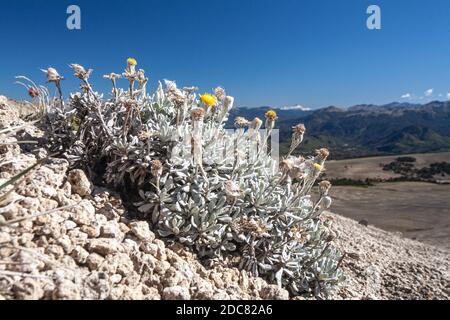 Eine kurze Wanderung zum Gipfel des Volcan Batea Mahuida vom Fuße der Villa Pehuenia. Stockfoto