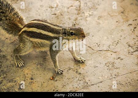 Eichhörnchen oder Streifenhörnchen in rajasthan, indien / indische Tierwelt, niedliche Nagetier Stockfoto