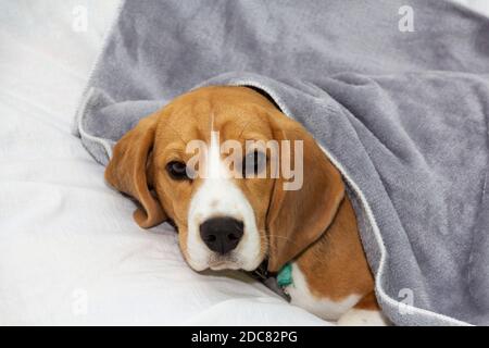 Beagle Hund liegt mit einer Decke bedeckt und schläft ein. Müder oder kranker Hund unter der Decke im Bett Stockfoto