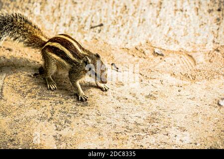 Eichhörnchen oder Streifenhörnchen in rajasthan, indien / indische Tierwelt, niedliche Nagetier Stockfoto