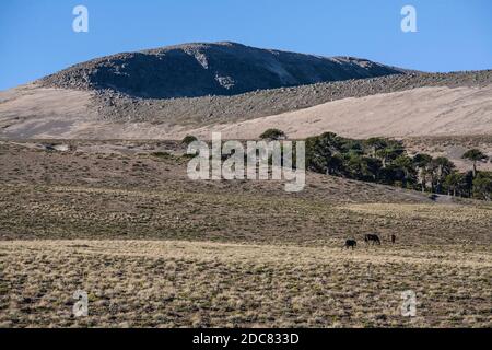 Eine kurze Wanderung zum Gipfel des Volcan Batea Mahuida vom Fuße der Villa Pehuenia. Stockfoto