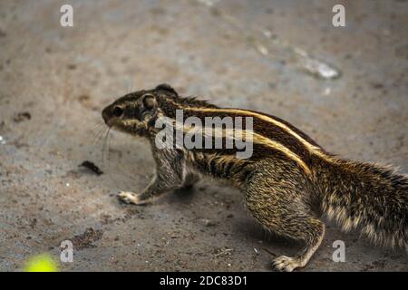 Eichhörnchen oder Streifenhörnchen in rajasthan, indien / indische Tierwelt, niedliche Nagetier Stockfoto