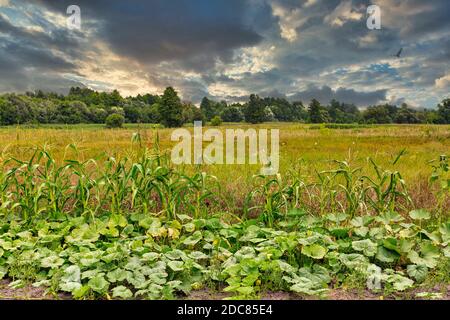 Ländliche Landschaft mit dramatischen bewölkten Himmel in der Zentralukraine., Bohuslav Bezirk. Stockfoto