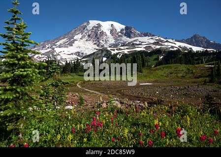 WA18264-00...WASHINGTON - Pinsel beweist einen Farbtupfer auf der Wiese am Mazama Ridge im Mount Rainier National Park. Stockfoto
