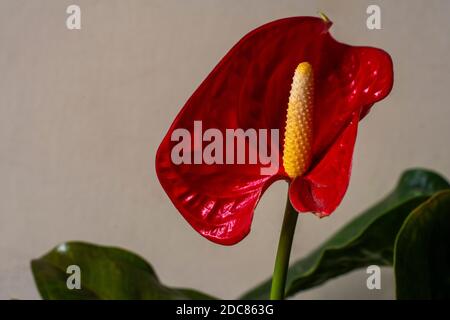 Anthurium ist eine herzförmige Blume. Anthurien symbolisieren Gastfreundschaft. Stockfoto