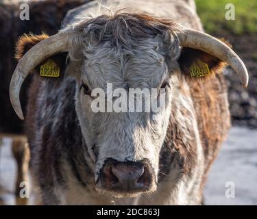 Gehörnte Kuh, Nahaufnahme des Gesichts Stockfoto