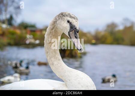 Nahaufnahme des wilden UK juvenile mute Schwans (Cygnus olor) isoliert im Freien durch Rand des Sees Wasser am bewölkten Herbsttag. Stockfoto