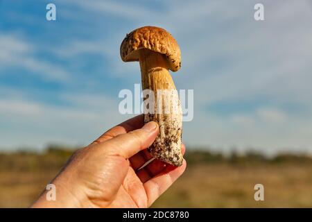 Menschliche Hand hält frisch geschnittenen großen Steinpilz Nahaufnahme im Freien Stockfoto