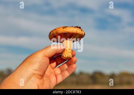 Menschliche Hand hält frisch geschnittenen großen Kamelinapilz Nahaufnahme im Freien Stockfoto