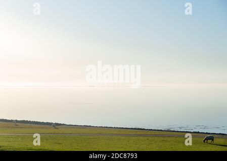 Blick auf den Hallig Pellworm, Elisabeth-Sophien-Koog, Halbinsel Nordstrand, Nordsee, Schleswig-Holstein, Deutschland, Europa Stockfoto