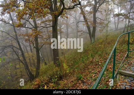 Gehweg im Wald überflutet mit Morgennebel Stockfoto