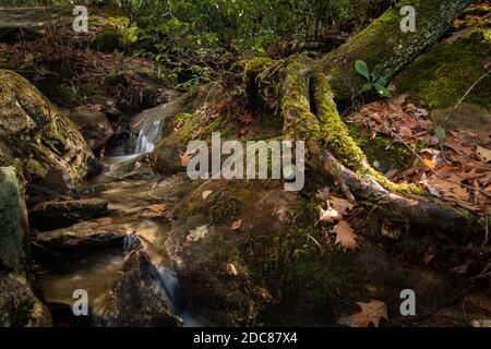 Ein kleiner Bach fällt durch moosige Felsen im Blau Ridge Mountains im westlichen North Carolina Stockfoto