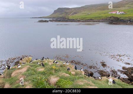 Atlantische Papageitaucher (Fraterkula arctica) auf einer Klippe in der Seevögel-Kolonie im Sommer, Island Stockfoto