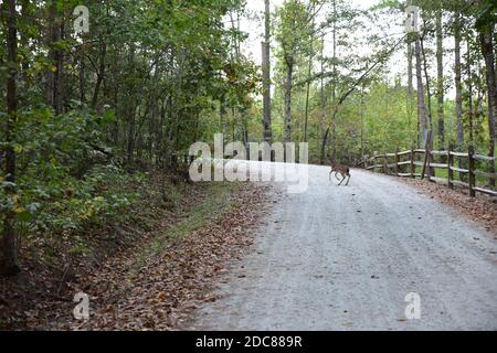 Leerer Feldweg durch die Waldbäume Stockfoto