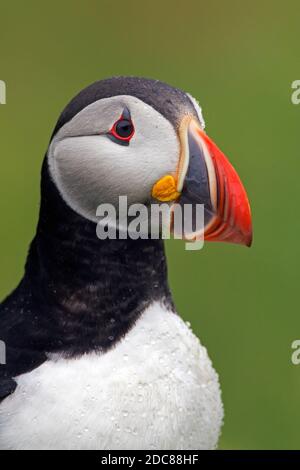 Atlantischer Papageientaucher (Fraterkula arctica) Zeigt farbigen Schnabel in der Brutzeit im Sommer Stockfoto