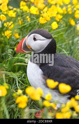 Atlantischer Papageientaucher (Fraterkula arctica) Sitzen zwischen Wildblumen mit farbigem Schnabel in der Brutzeit Im Sommer Stockfoto