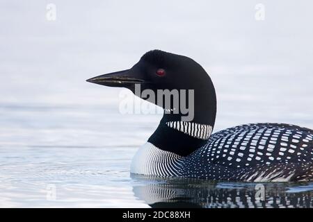 Gemeiner Loon / großer Nordtaucher (Gavia immer) In der Zucht schwimmt Gefieder im Sommer Stockfoto