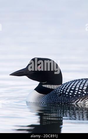 Gemeiner Loon / großer Nordtaucher (Gavia immer) In der Zucht schwimmt Gefieder im Sommer Stockfoto
