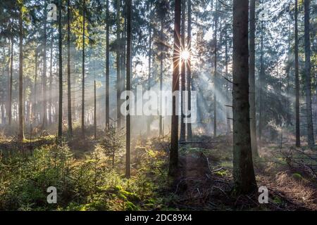 Kiefernstämme und Sonnenstrahlen / Sonnenstrahlen, die durch neblig leuchten Nadelwald im Herbst Stockfoto